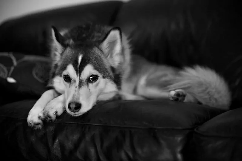 pic 3 alaskan klee kai black and white pic