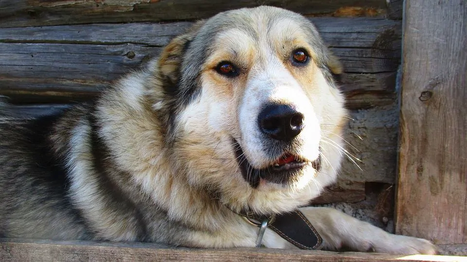 pic 3 caucasian shepherd with wood background