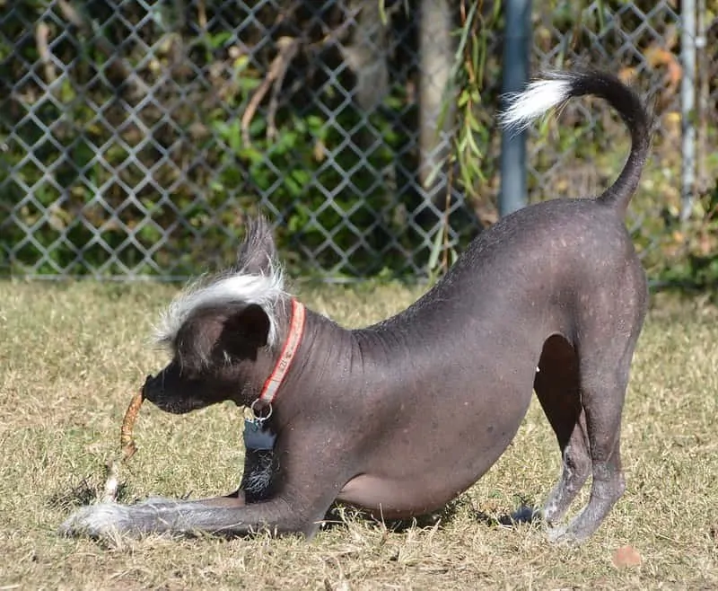 pic 3 xoloitzcuintli play bow