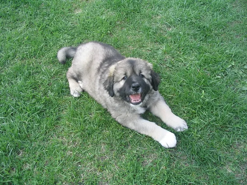 pic 4 caucasian shepherd puppy