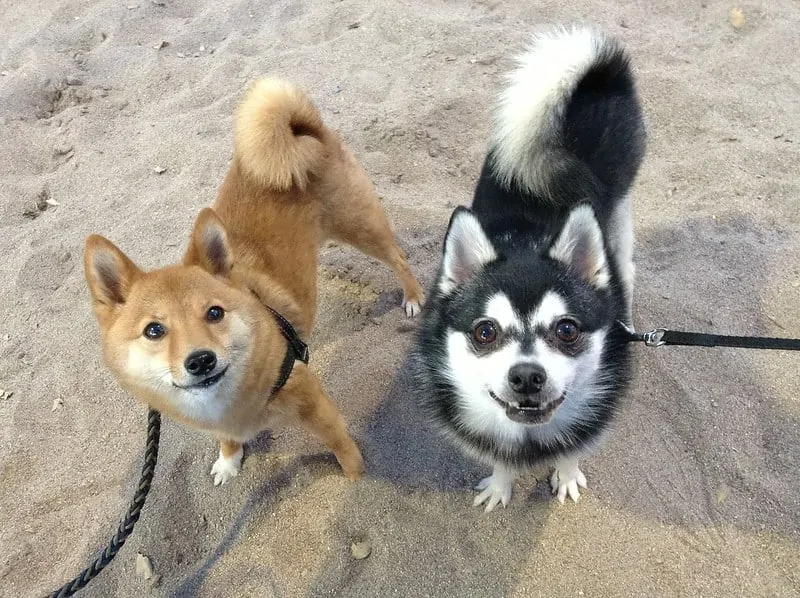 pic 5 alaskan klee kai with another dog