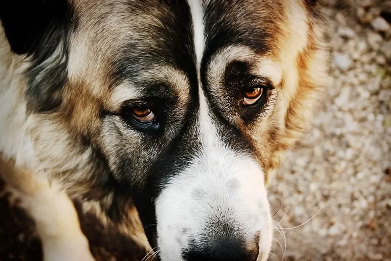 pic 5 caucasian shepherd close up of eyes