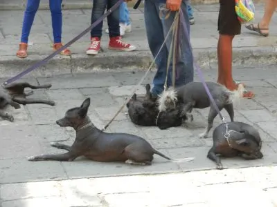 pic 5 pack of xoloitzcuintlis