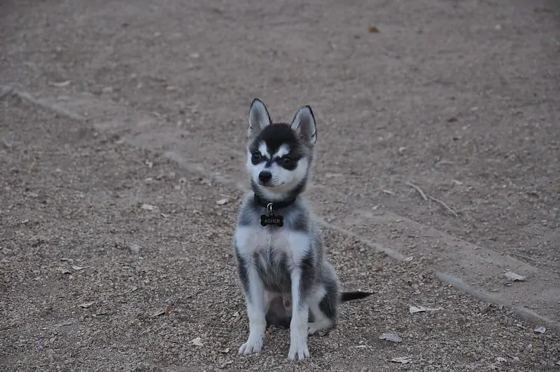 pic 6 alaskan klee kai puppy