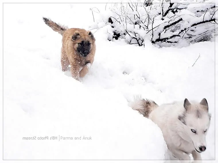 pic 6 caucasian shepeherd puppy playing with husky