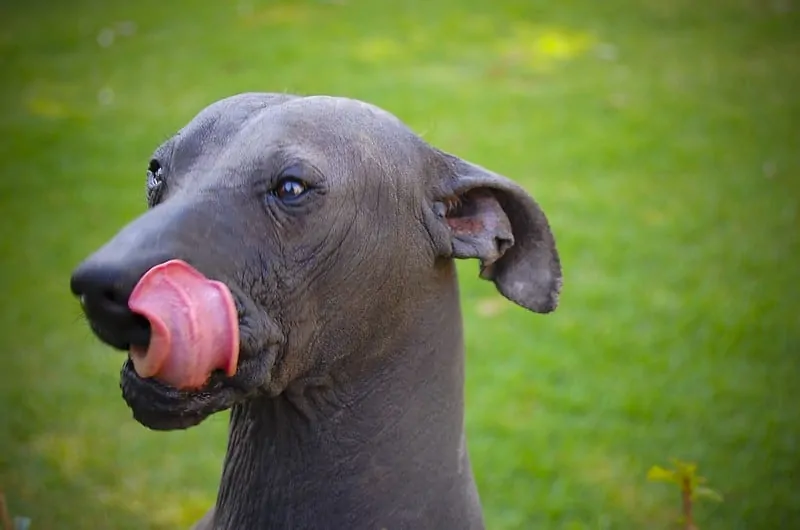 pic 6 xoloitzcuintli face close up