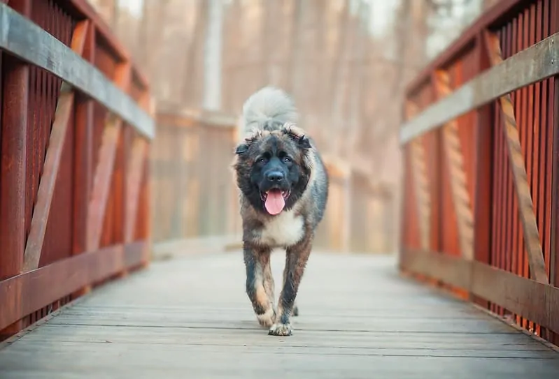 pic 7 caucasian shepherd on bridge