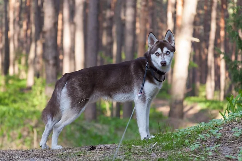 Valley Vetco - 🐶🐾SPOTLIGHT ON THE ALASKAN KLEE KAI🐾🐶 The klee kai comes  in three sizes: standard, over 15 inches up to and including 17 inches;  miniature, over 13 inches up to