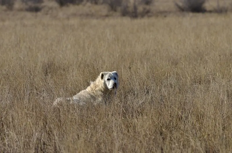 pic 8 white shepherd in field