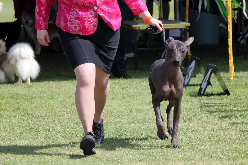 pic 8 xoloitzcuintli in ring