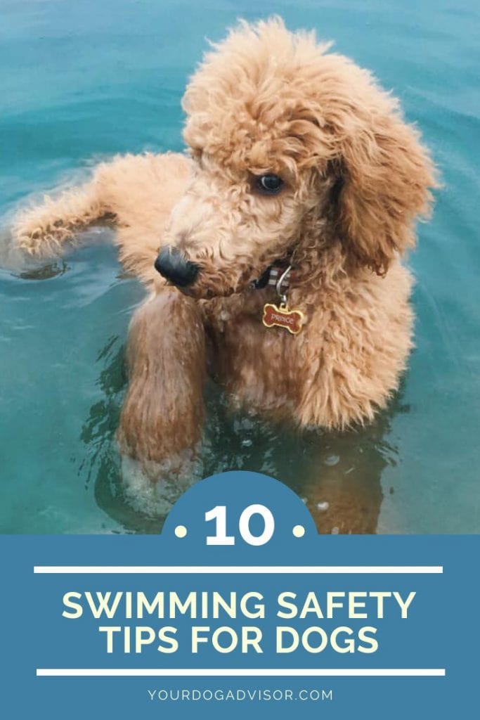 swimming safety for dogs