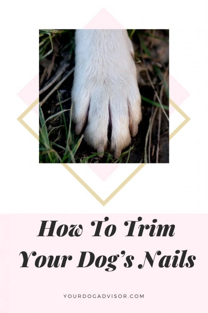 trim dog nails