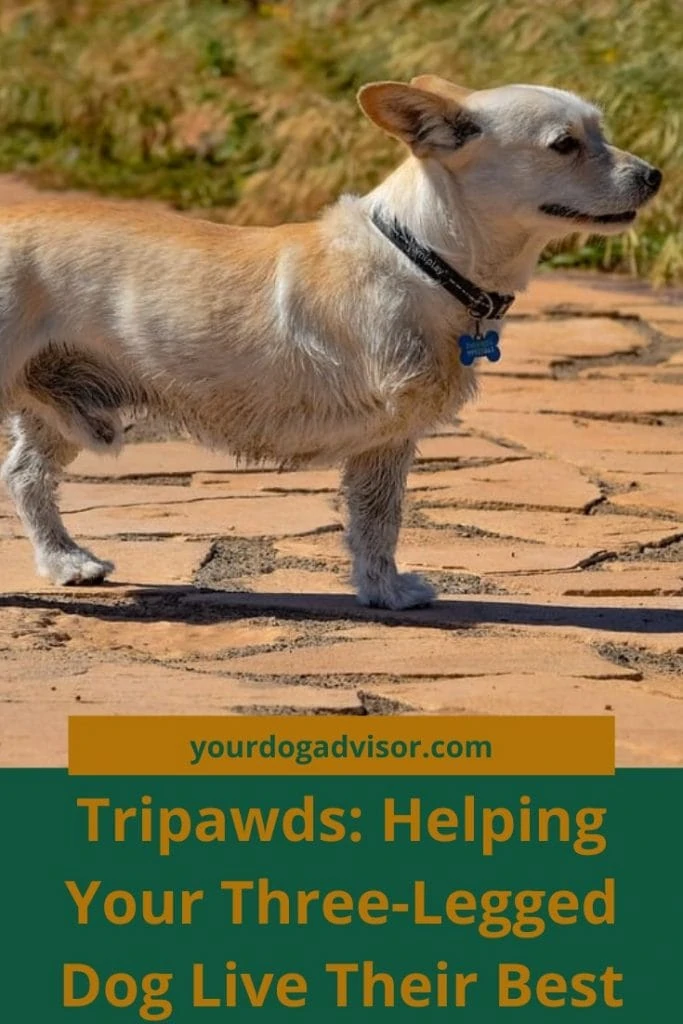 tripawds