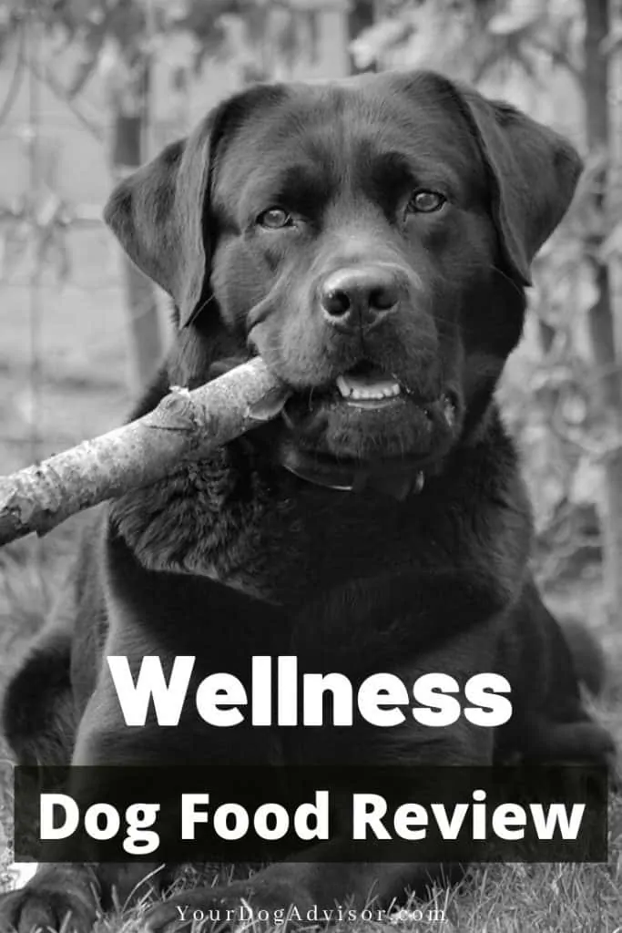 wellness dog food review