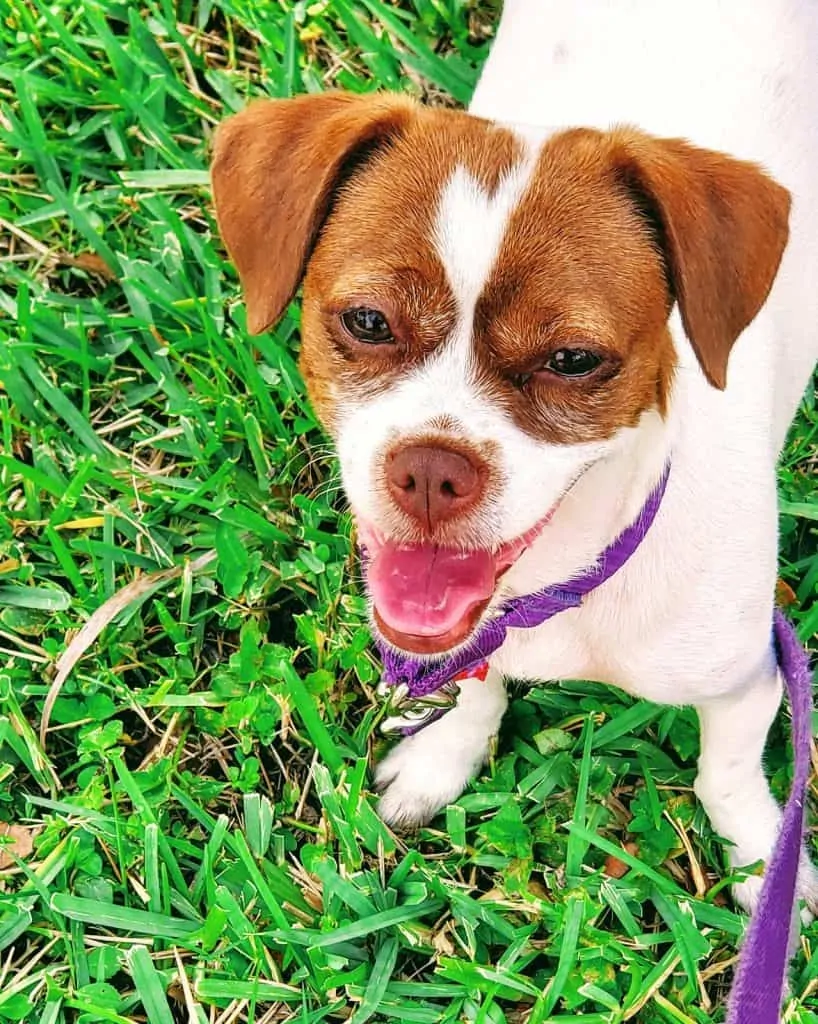 Jack russell long haired chihuahua clearance mix