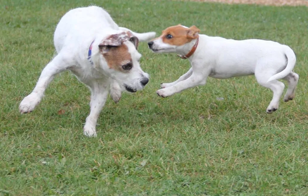 32. Jack Russels playing