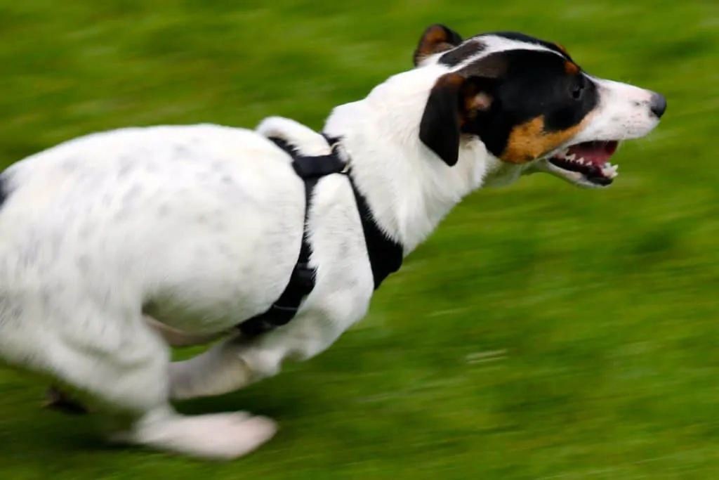 6 JRT running on grass