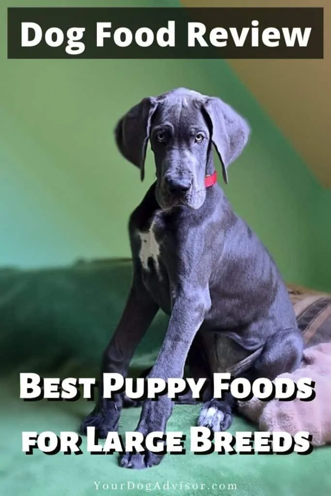 canva image best puppy food for large breed