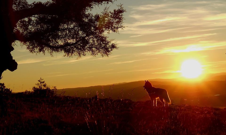 pic 1 dog at sunset