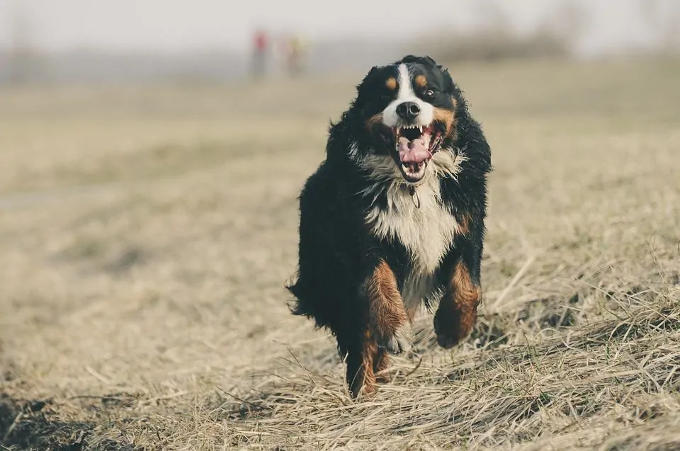 pic 2 bernese mountain dog running