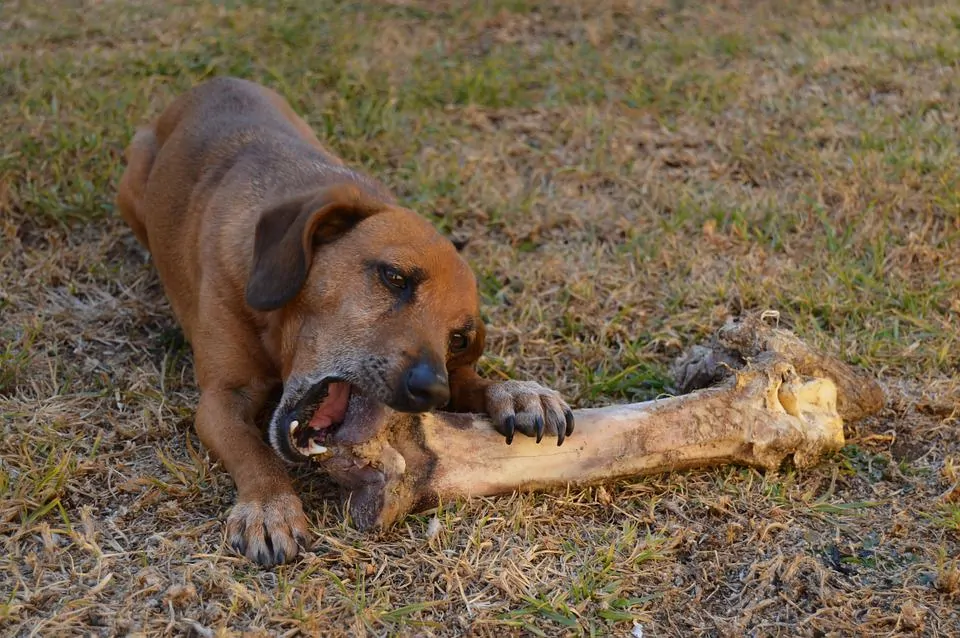 pic 2 small dog big bone