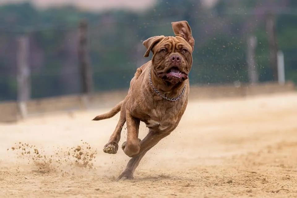 pic 6 mastiff running