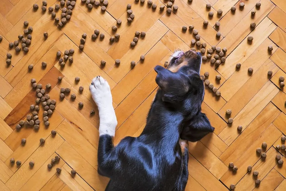 pic 2 dog eating kibble off floor