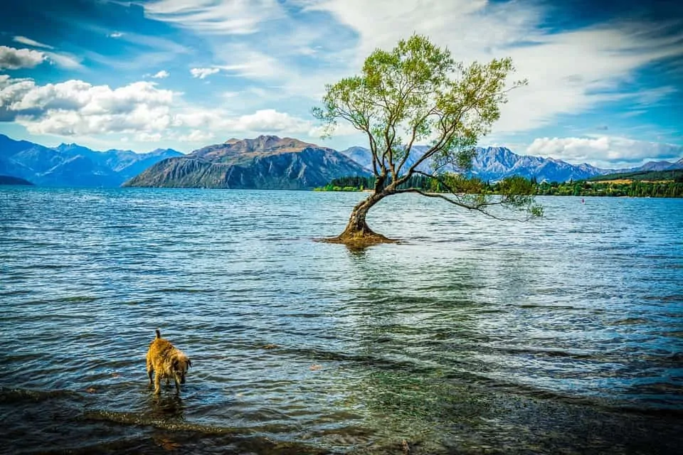 pic 2 dog in lake with tree