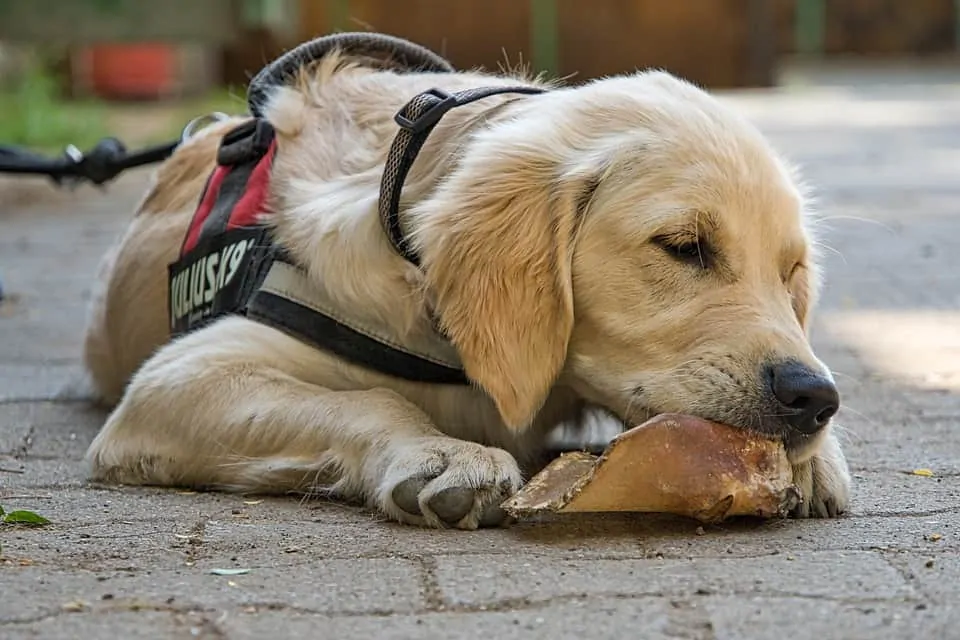 pic 3 golden puppy eating pig ear