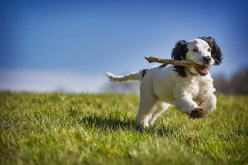 pic 4 puppy with stick