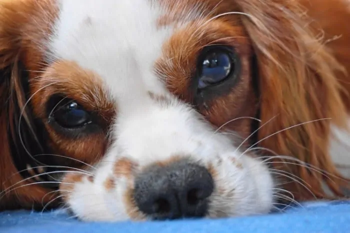 1 dehydrated Cavalier King Charles