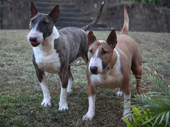 6 Bull terriers