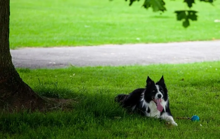 6 dog resting in shade