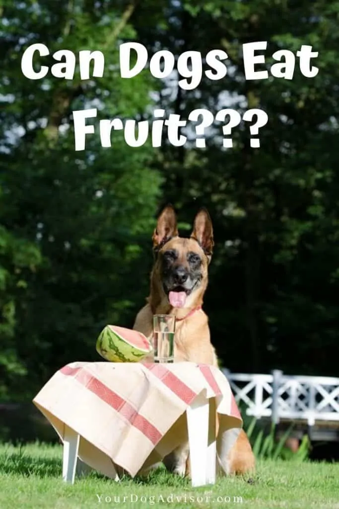 canva image can dogs eat fruit