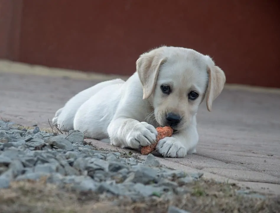 pic 1 lab puppy with chew