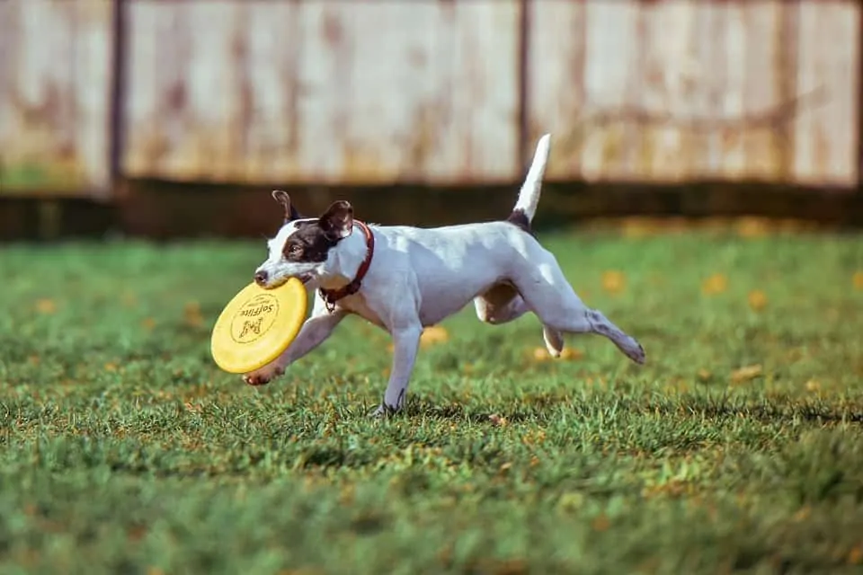 pic 3 dog with frisbee