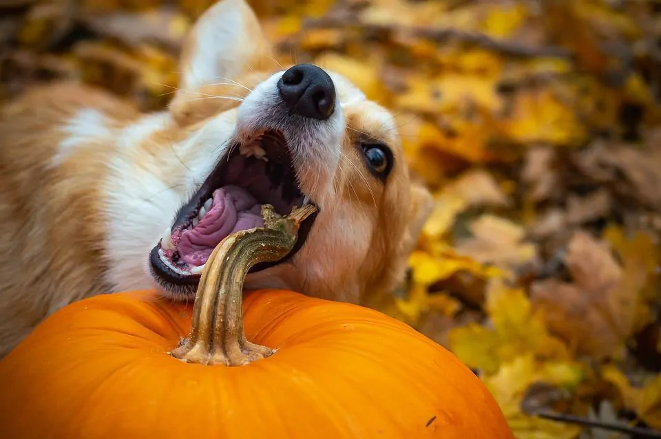 pic 5 corgi with pumpkin