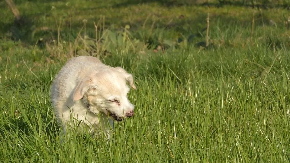 pic 6 dog eating grass