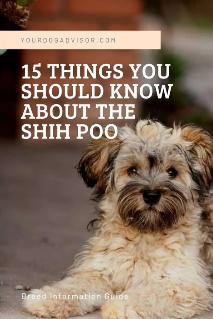 15 Things You should know about the shih poo 1