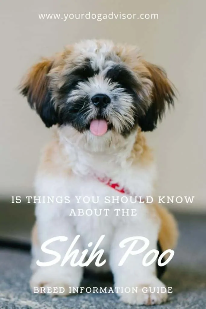 15 things you should know about the Shih poo 2