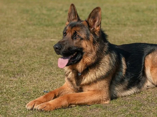 3. German shepherd