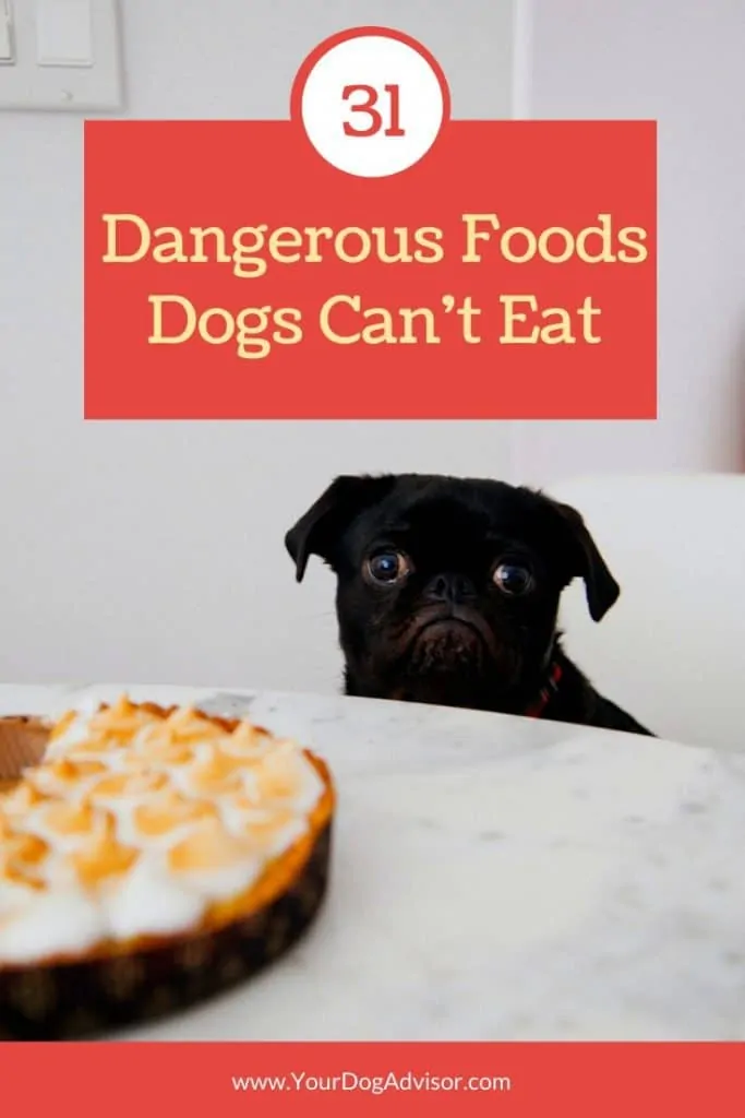 31 foods dogs cant eat 1