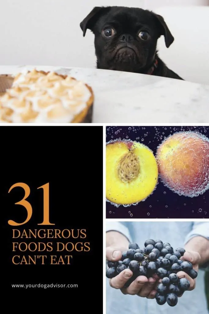 31 Dangerous Foods Dogs Can't Eat - Your Dog Advisor