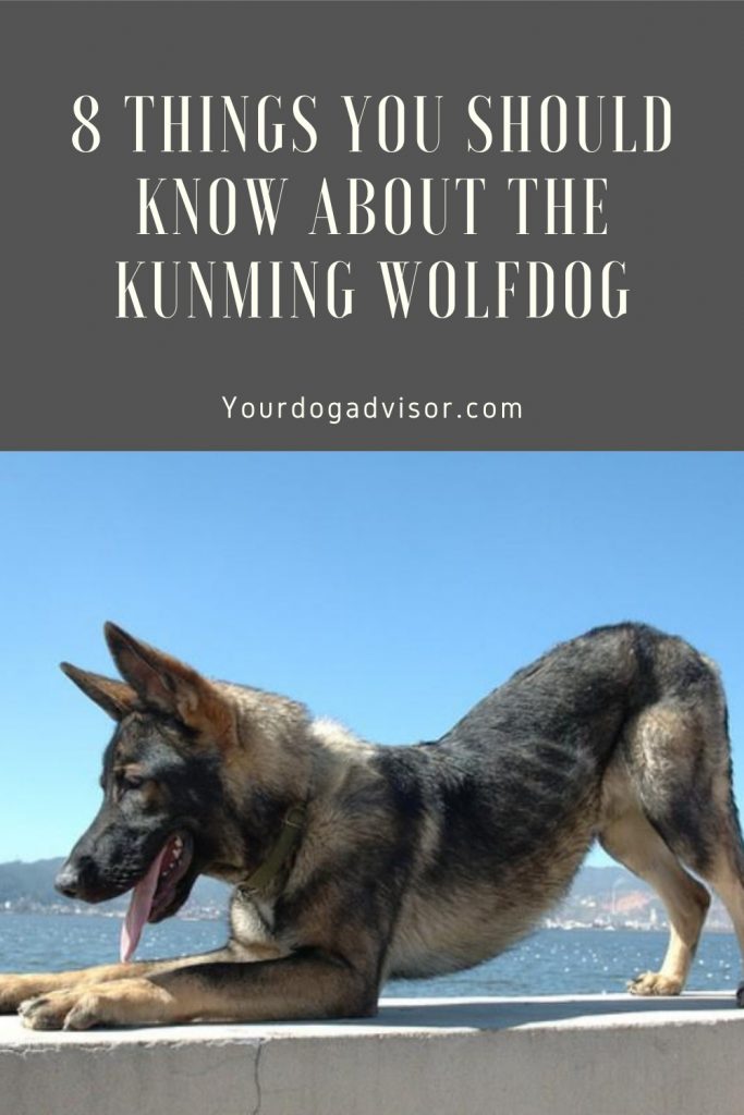 5 Kunming Wolfdog