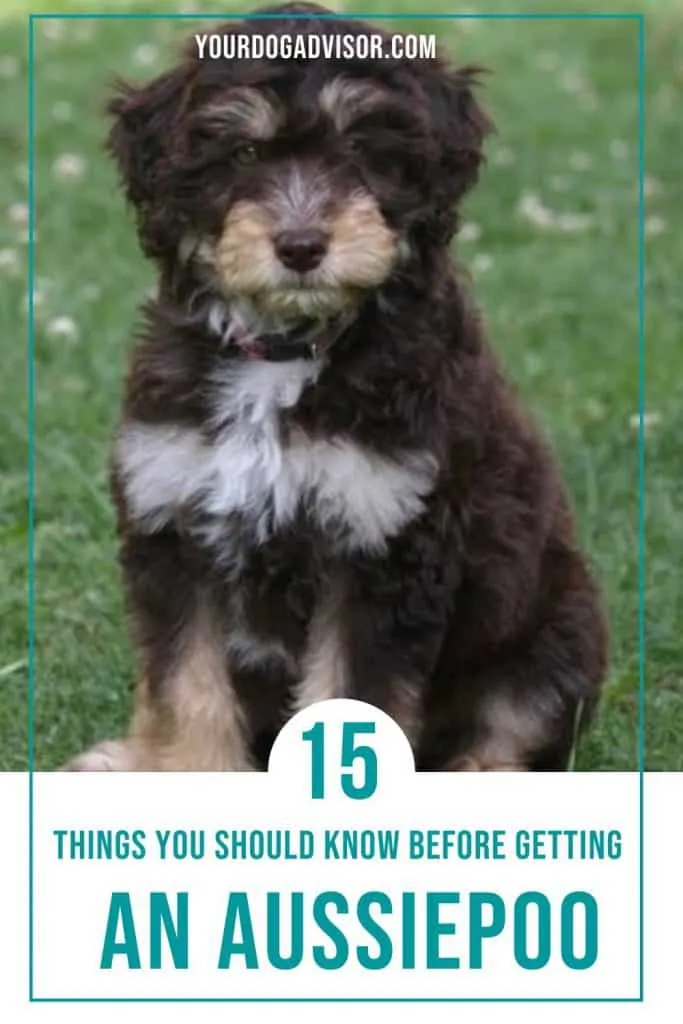 Aussiedoodle canva 1