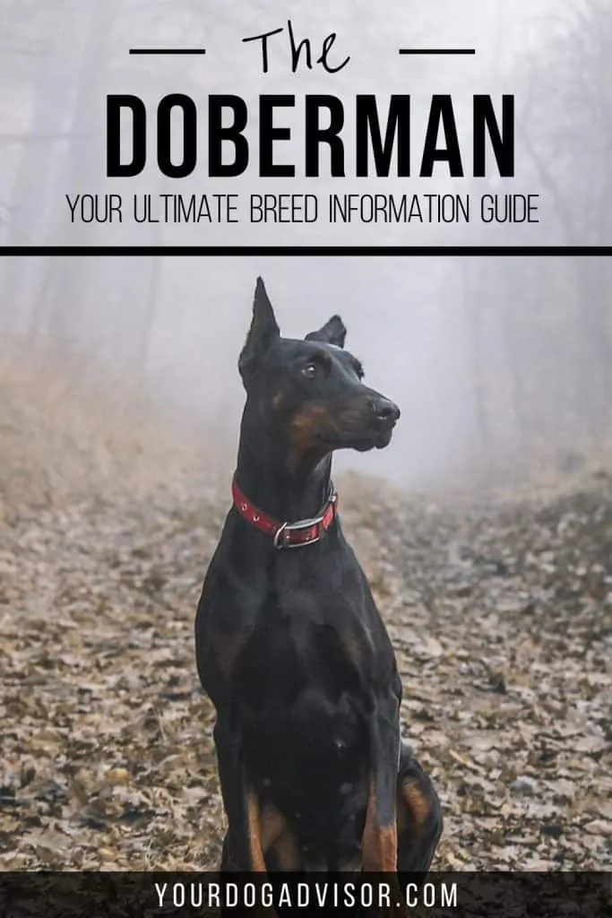 Doberman Canva 1