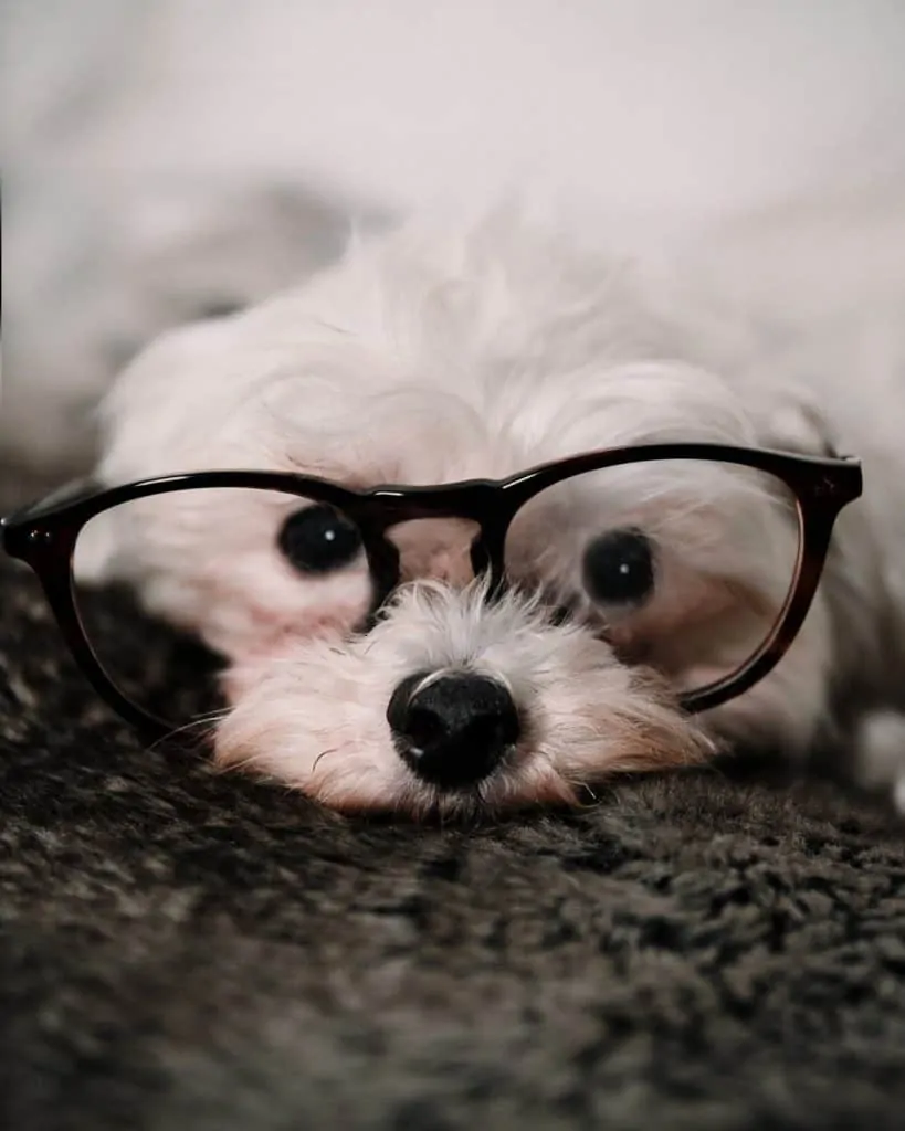 Pic 1 a Maltese with glasses