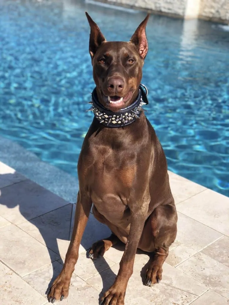 Pic 1 a brown Doberman by a pool