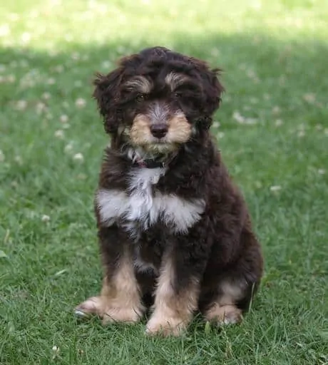 Pic 1 a brown and white aussiepoo puppy