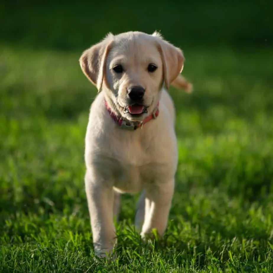 Pic 1 a goldador puppy in grass